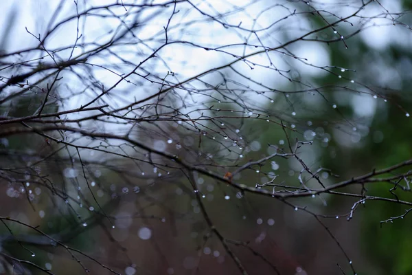 裸体桦木树枝在秋季反对黑暗背景 — 图库照片
