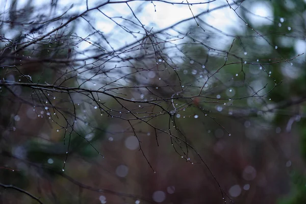 Branches de bouleau nues en automne sur fond sombre — Photo