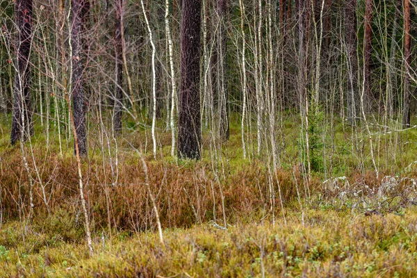 Γυμνή σημύδα κλαδιά δέντρων το φθινόπωρο με μαύρο φόντο — Φωτογραφία Αρχείου