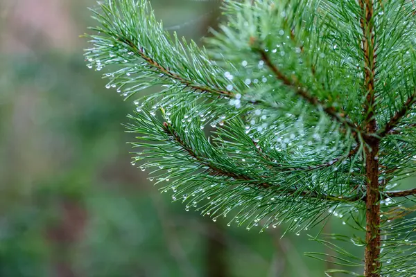 Branches de pins sur fond sombre — Photo