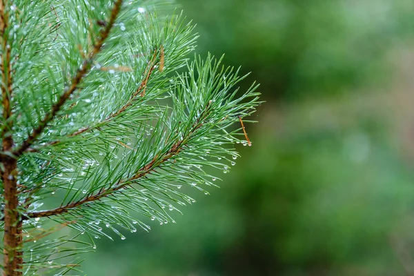 çam ağacı dalları koyu arka plan