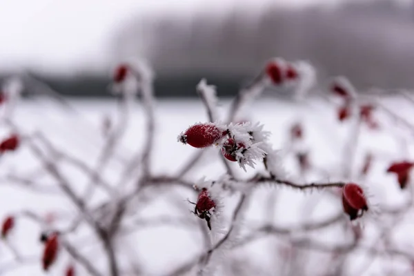 Baies rouges dans les branches avec neige en hiver — Photo