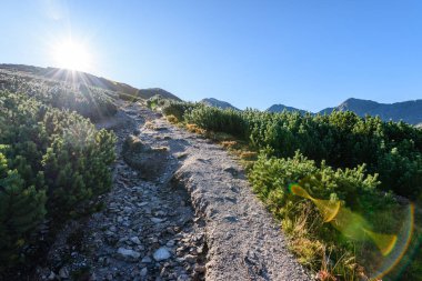Slovakça Karpat Dağları Güz. Hiking trail üstüne