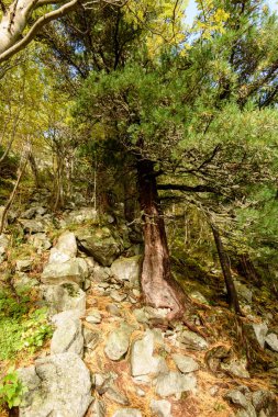 doğal ve güzel turizm iz park Slovensky raj, Sl içinde