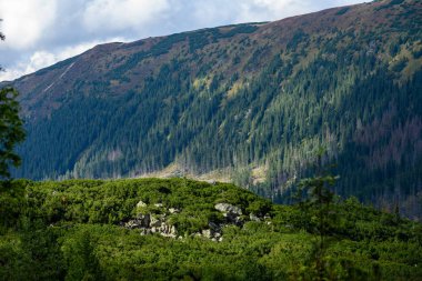 Slovakça Karpat Dağları ile yeşil ormanları sonbaharda