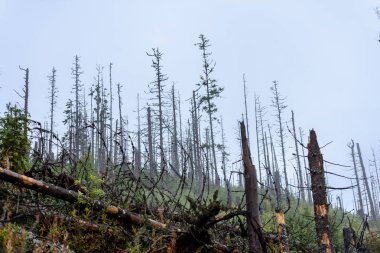 Misty sabah ormanda ıslak. Orman ağaç gövdeleri ve Tur ile