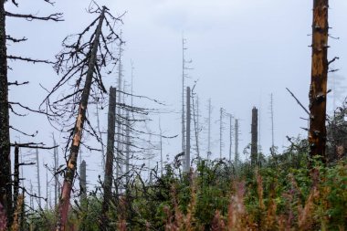 Misty sabah ormanda ıslak. Orman ağaç gövdeleri ve Tur ile
