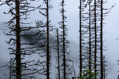 Misty sabah ormanda ıslak. Orman ağaç gövdeleri ve Tur ile