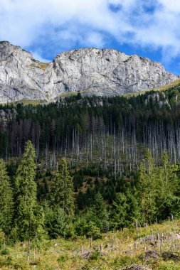 Slovakça Karpat Dağları ile yeşil ormanları sonbaharda