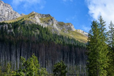 Slovakça Karpat Dağları ile yeşil ormanları sonbaharda