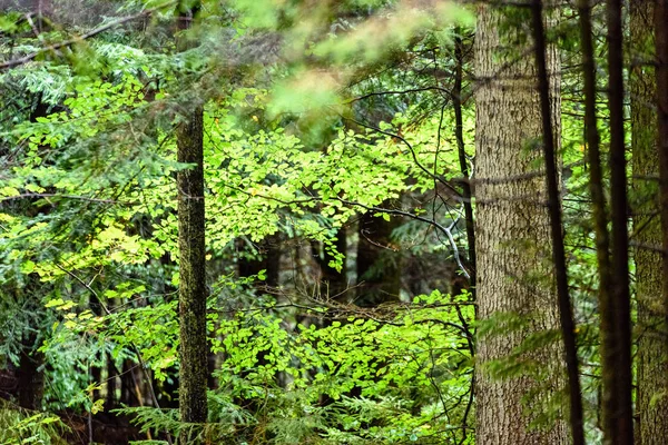 Mattinata nebbiosa e umida nel bosco. foresta con tronchi d'albero e tour — Foto Stock