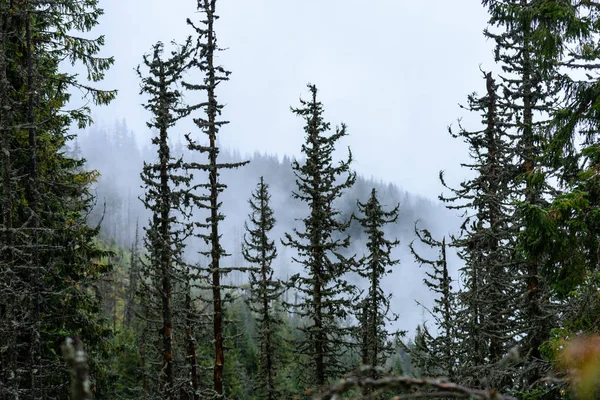 Mattinata nebbiosa e umida nel bosco. foresta con tronchi d'albero e tour — Foto Stock