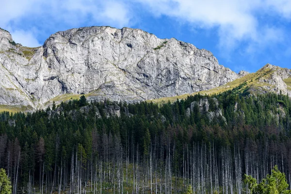Slovakça Karpat Dağları ile yeşil ormanları sonbaharda
