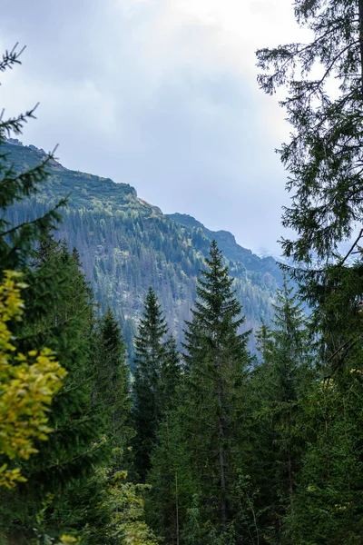 Словацького Карпатських гір восени з зелених лісів — стокове фото