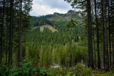 Slovakça Karpat Dağları ile yeşil ormanları sonbaharda