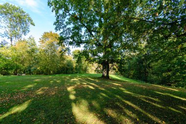 güneşli bir günde yaz park