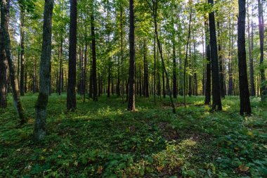 güneşli bir günde yaz park