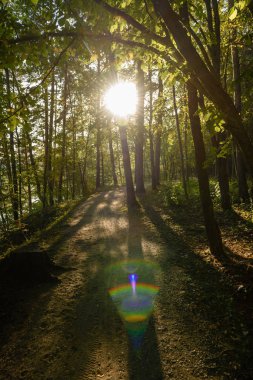 güneşli bir günde yaz park