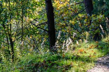 güneşli bir günde yaz park