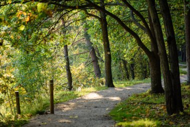 güneşli bir günde yaz park