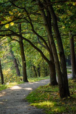 güneşli bir günde yaz park