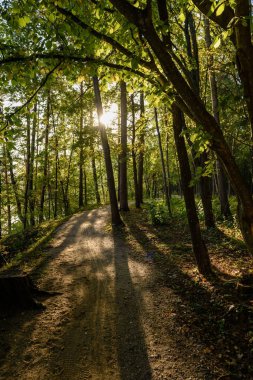 güneşli bir günde yaz park