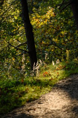 güneşli bir günde yaz park