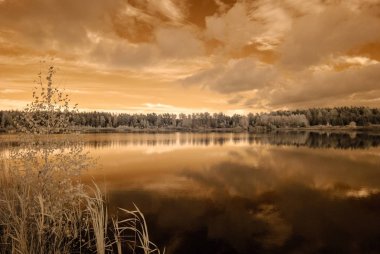 orman göl kenarında. Kızılötesi renkli görüntü