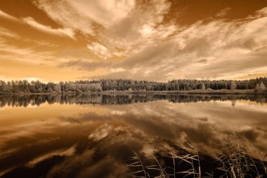 orman göl kenarında. Kızılötesi renkli görüntü