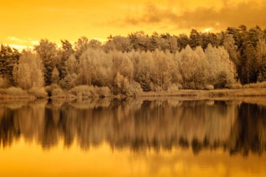 orman göl kenarında. Kızılötesi renkli görüntü