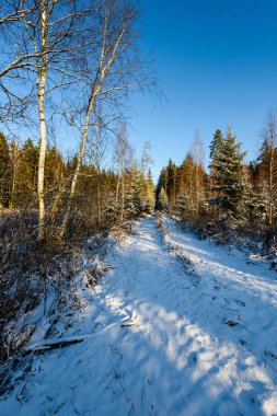 Araba lastik izleri kış yolda