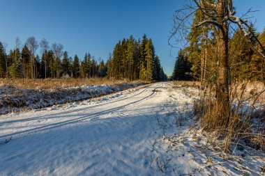 Araba lastik izleri kış yolda