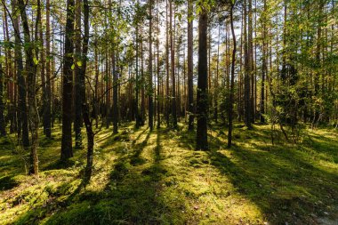 güneşli bir günde yaz park