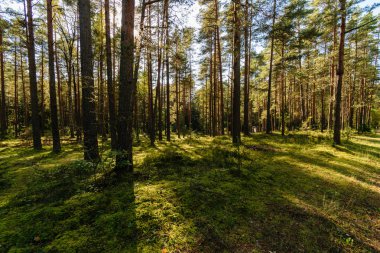 güneşli bir günde yaz park