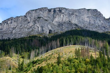 Slovakça Karpat Dağları ile yeşil ormanları sonbaharda