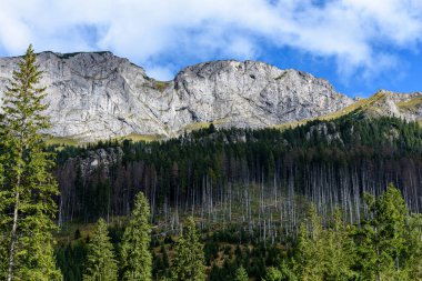 Slovakça Karpat Dağları ile yeşil ormanları sonbaharda