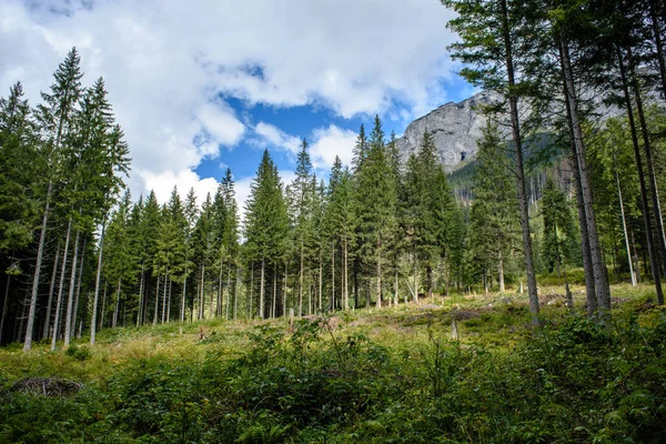 Slovakian carpathian mountains in autumn with green forests — Stock Photo, Image