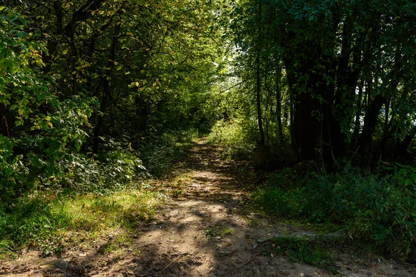 Journée ensoleillée dans le parc d'été — Photo