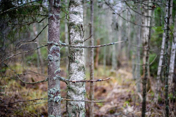 Mattinata nebbiosa e umida nel bosco. foresta con tronchi d'albero e tour — Foto Stock