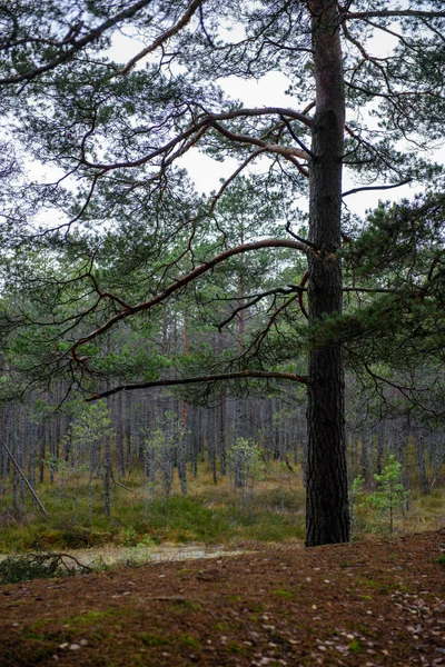 Misty wet morning in the woods. forest with tree trunks and tour — Stock Photo, Image