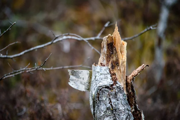 안개 젖은 아침 숲 속에서. 나무 줄기와 투어 숲 — 스톡 사진
