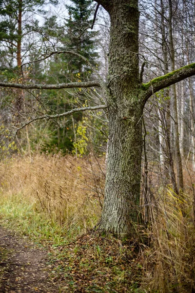 Ködös reggel az erdőben nedves. a fatörzsek és túra erdei — Stock Fotó