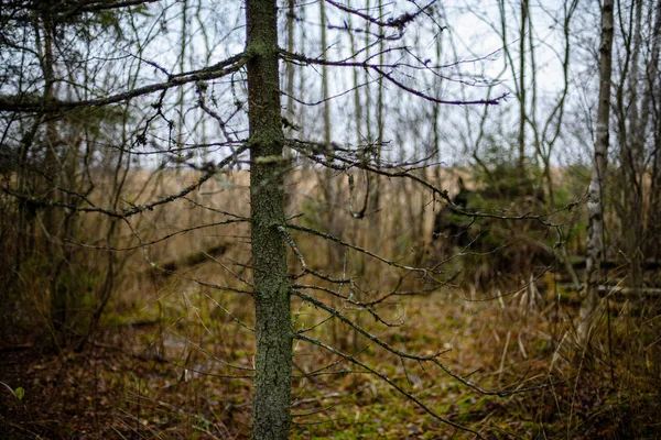Mañana húmeda brumosa en el bosque. bosque con troncos de árboles y tour —  Fotos de Stock