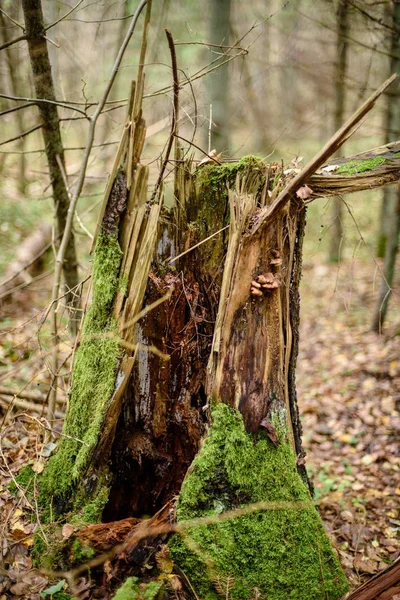 Manhã enevoada e molhada na floresta. floresta com troncos de árvores e passeio — Fotografia de Stock