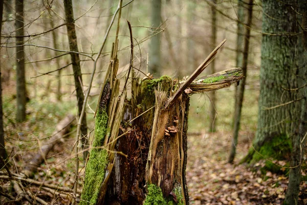 Misty sabah ormanda ıslak. Orman ağaç gövdeleri ve Tur ile