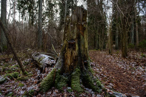 Mattinata nebbiosa e umida nel bosco. foresta con tronchi d'albero e tour — Foto Stock