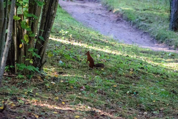 Słoneczny dzień w parku lato z wiewiórka — Zdjęcie stockowe