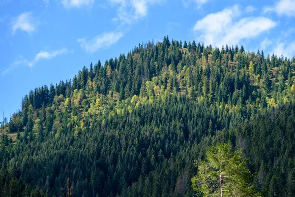Словацкие Карпаты осенью с зелеными лесами — стоковое фото