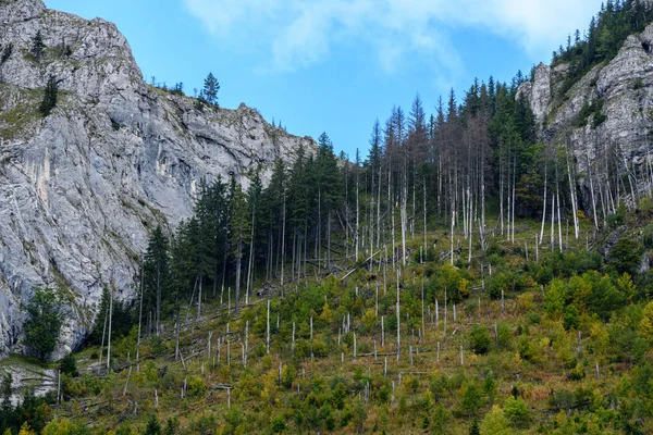 Montagnes carpates slovaques en automne avec des forêts vertes — Photo
