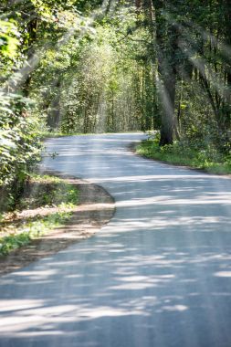 biraz yol orman - ışık ışınları etkisi yaktı